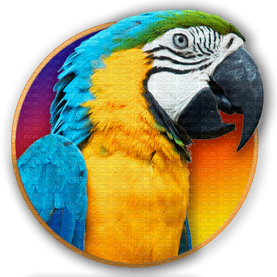 Parrot birds bp - zdarma png