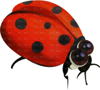 Kaz_Creations Ladybugs Ladybug - ücretsiz png