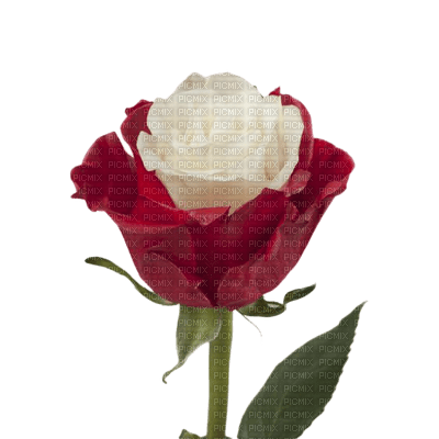 rose rouge Cheyenne63 - bezmaksas png