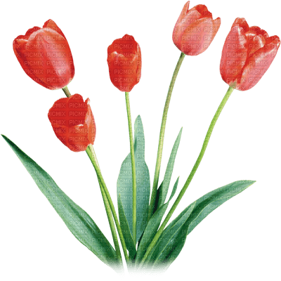 flores transparentes dubravka4 - kostenlos png