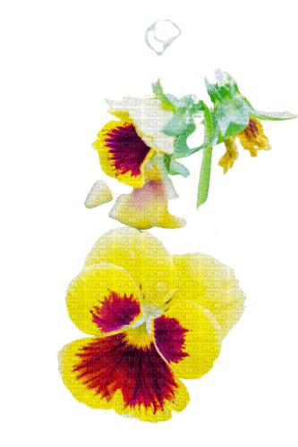 flower,pansies - bezmaksas png
