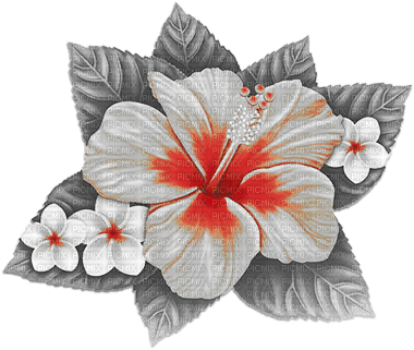 soave deco summer tropical flowers black white red - 免费PNG