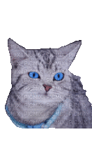 animals cats nancysaey - Darmowy animowany GIF