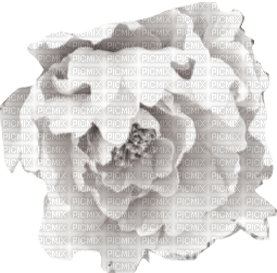 Deco White Rose - nemokama png