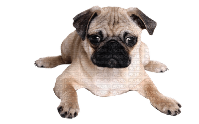Kaz_Creations Dogs. Pug Dog Puppies Pup - 無料png