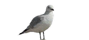 Птица - GIF animé gratuit