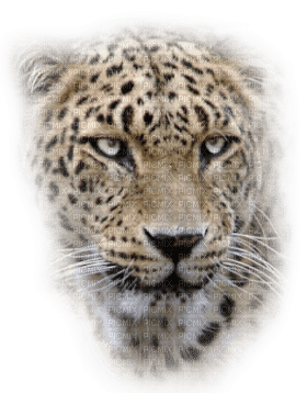 Kaz_Creations Leopard - png gratis