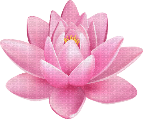 pink  water lily - gratis png