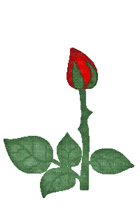 red rose animated gif - Besplatni animirani GIF