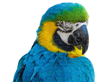 Parrot birds bp - PNG gratuit