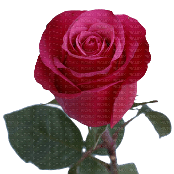 red rose 3 - PNG gratuit
