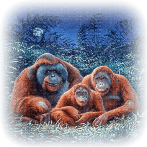 orangutan milla1959 - Free PNG