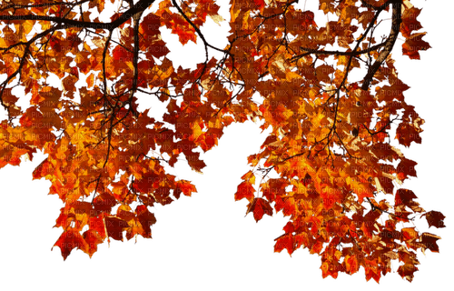 otoño - png ฟรี