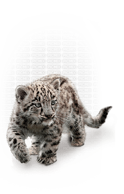 snow leopard bp - besplatni png