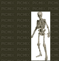 skeleton - Zdarma animovaný GIF