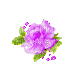 purple rose - GIF animé gratuit
