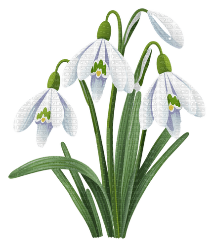 Snowdrops Bb2 - 免费PNG