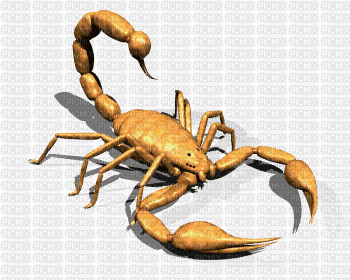 Scorpion - GIF animé gratuit
