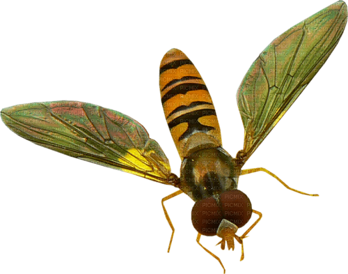 insectos dubravka4 - PNG gratuit