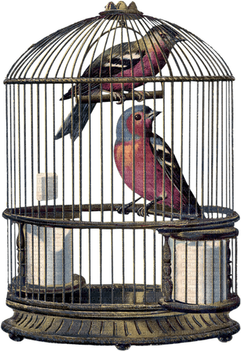Cage.Bird.Oiseau.Jaula.Victoriabea - PNG gratuit