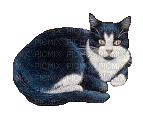 cat gif - Ücretsiz animasyonlu GIF