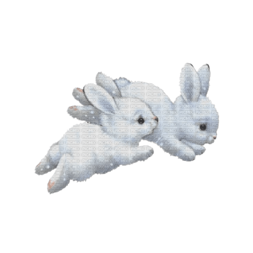 white bunnies - png gratis