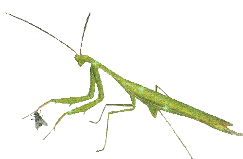 violent praying mantis - Бесплатный анимированный гифка