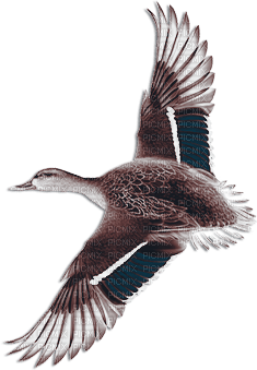soave deco autumn bird duck vintage blue brown - PNG gratuit