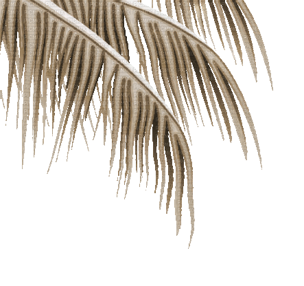 soave deco summer palm border animated sepia - Δωρεάν κινούμενο GIF