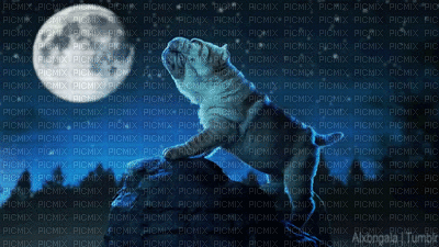 Perrito en la noche - Ingyenes animált GIF