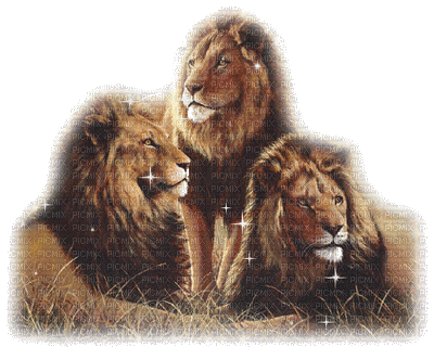 aze lion - Darmowy animowany GIF
