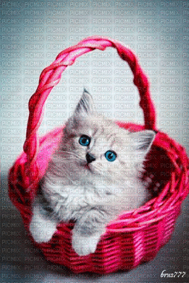 gato - Besplatni animirani GIF