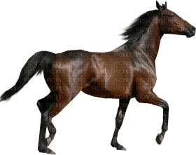 Kaz_Creations Horse - png grátis