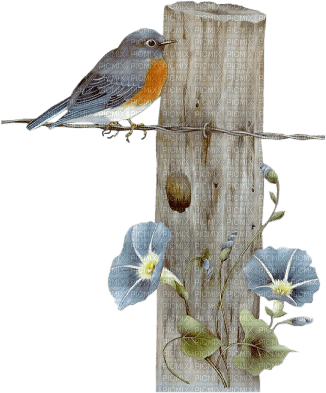 Kaz_Creations Birds Bird - besplatni png