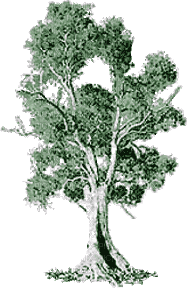trees bp - Ilmainen animoitu GIF