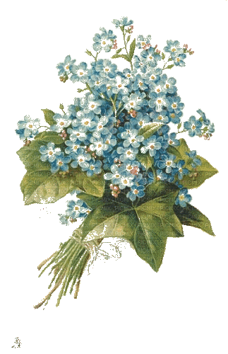 Vergißmeinnicht, Blumen, Vintage - Бесплатный анимированный гифка