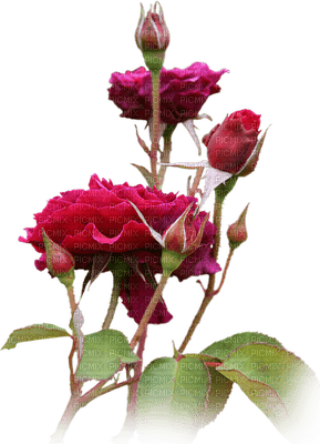 rose rouge.Cheyenne63 - darmowe png