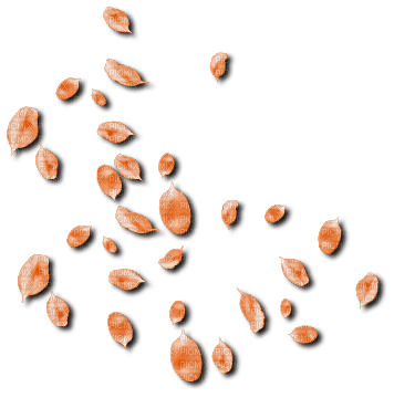 Orange Petals - Free PNG