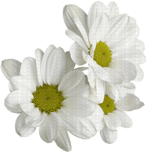 fleurs - bezmaksas png