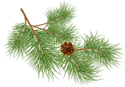 pine tree - бесплатно png