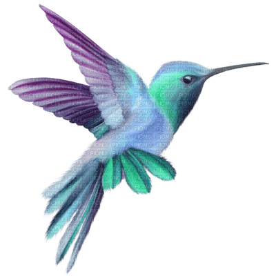hummingbird - kostenlos png