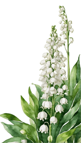lily of the valley Bb2 - bezmaksas png