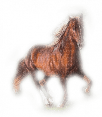 cheval/horse - zadarmo png