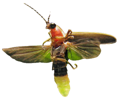 Firefly, Lightning Bug - Бесплатный анимированный гифка