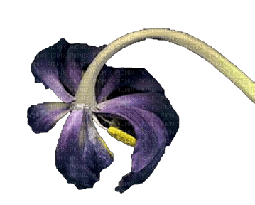 Flowers Tulips - besplatni png