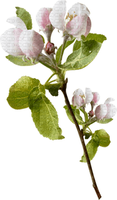 Kaz_Creations Deco Flowers Flower Pink - gratis png