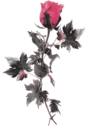 soave deco flowers rose branch black white pink - PNG gratuit