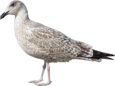 birds anastasia - δωρεάν png