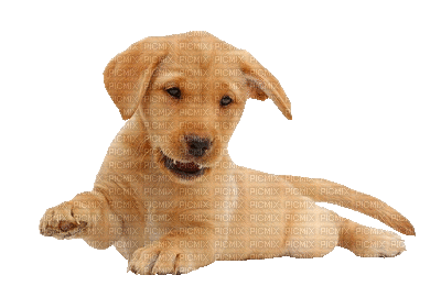 Kaz_Creations Animated Dog Pup - Бесплатни анимирани ГИФ