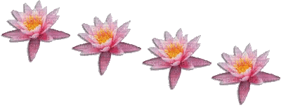 chantalmi fleur rose nénuphar - Бесплатный анимированный гифка